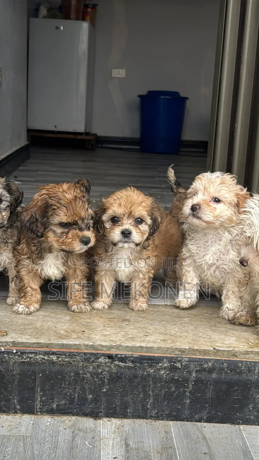1-3 months Male Mixed Breed Maltese