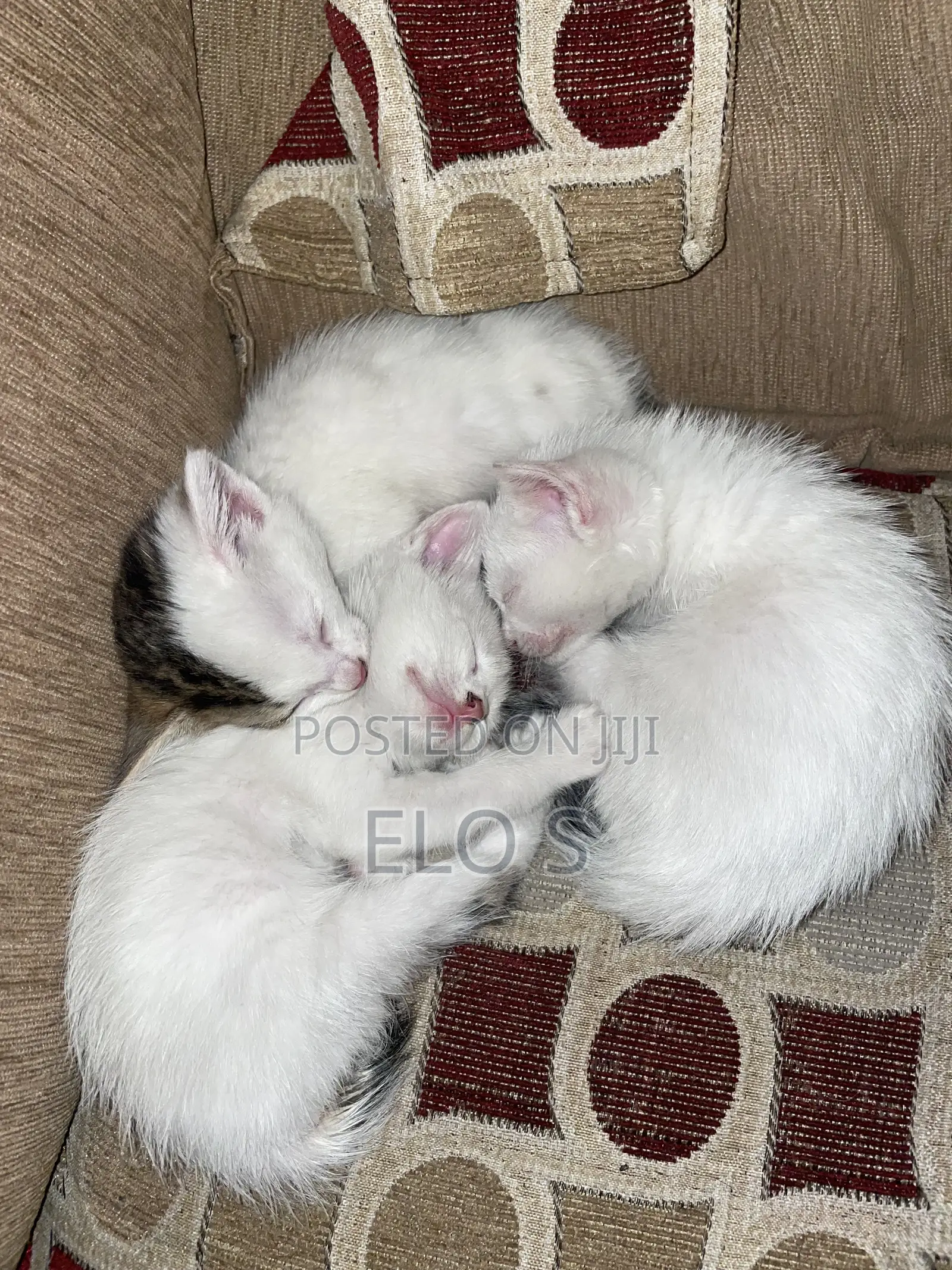 0-1 month Male Purebred Abyssinian
