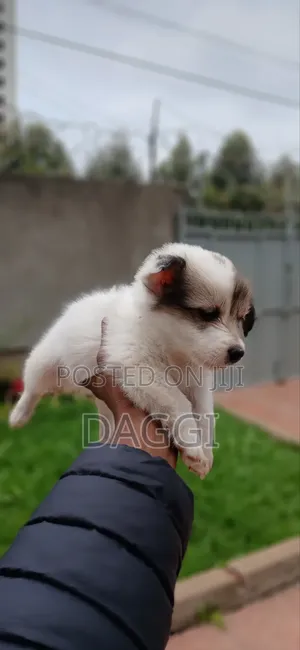 1-3 months Male Purebred Dog