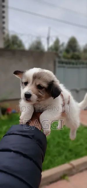 1-3 months Male Purebred Dog