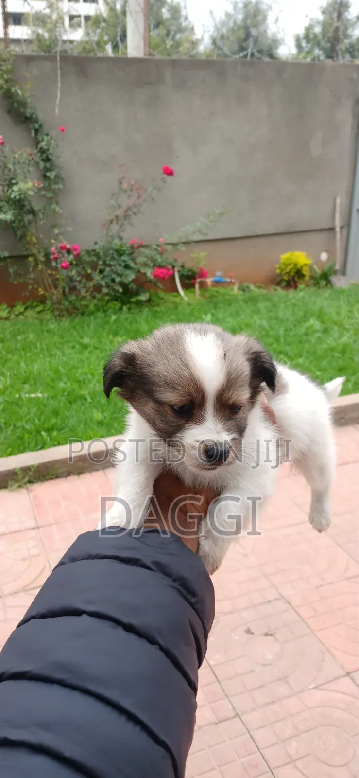 1-3 months Male Purebred Dog