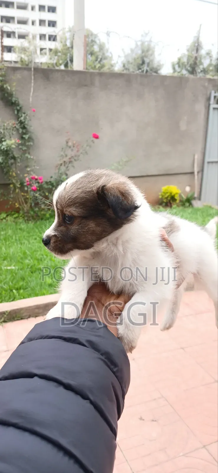 1-3 months Male Purebred Dog
