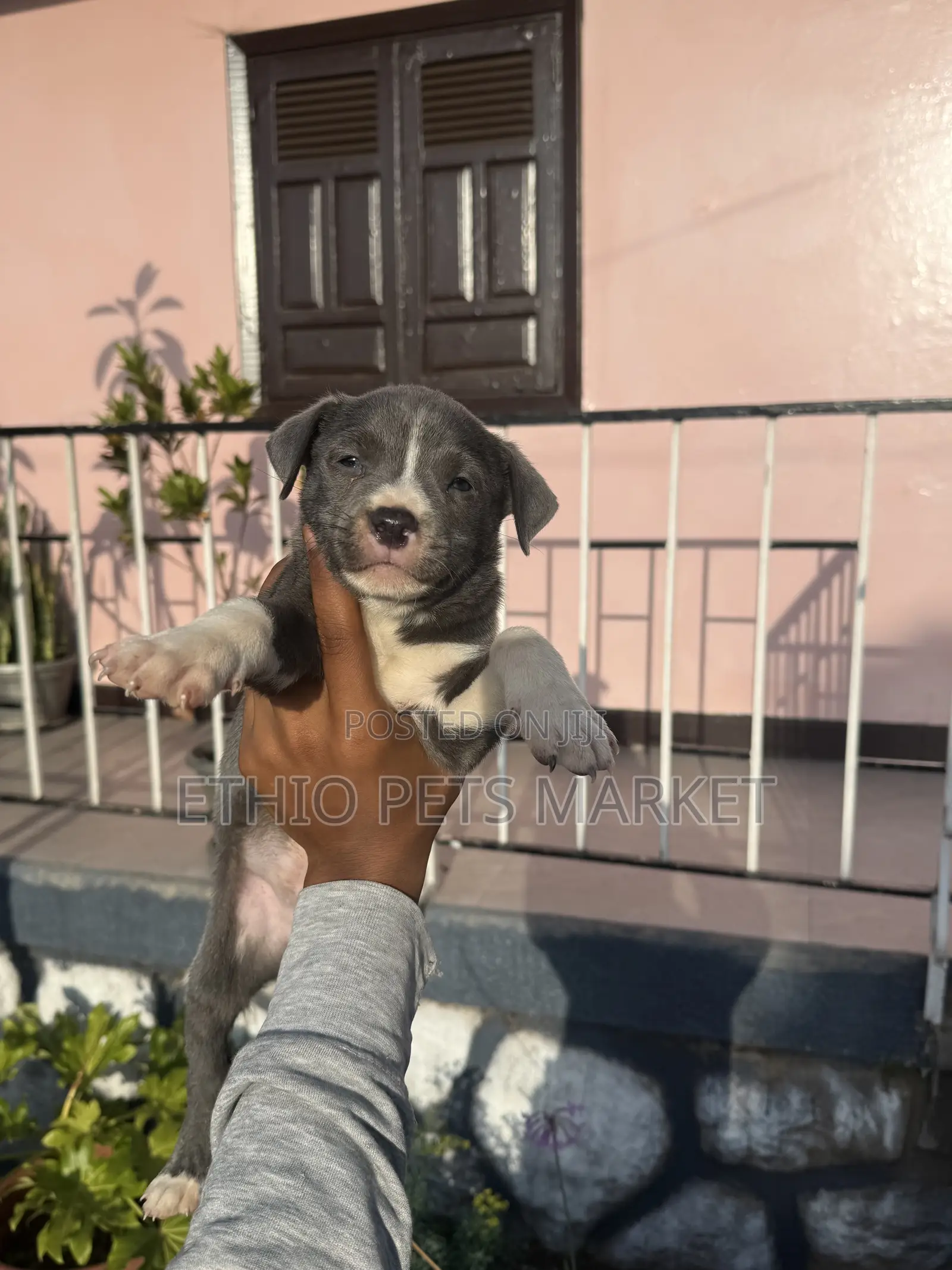 3-6 months Male Purebred American Pit Bull Terrier