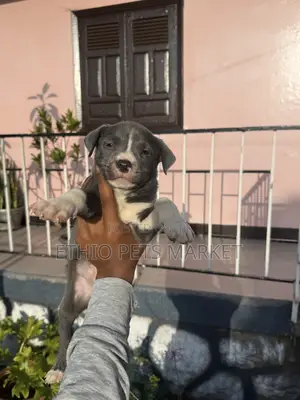 3-6 months Male Purebred American Pit Bull Terrier
