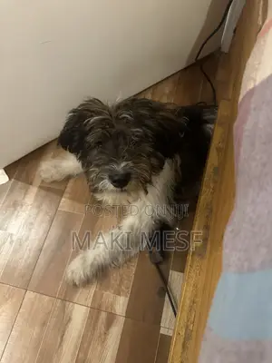 3-6 months Male Mixed Breed Shih Tzu