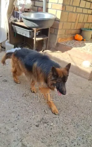 1-3 months Male Purebred German Shepherd