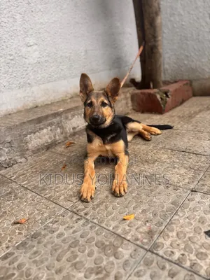3-6 months Female Purebred German Shepherd