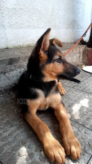 3-6 months Female Purebred German Shepherd