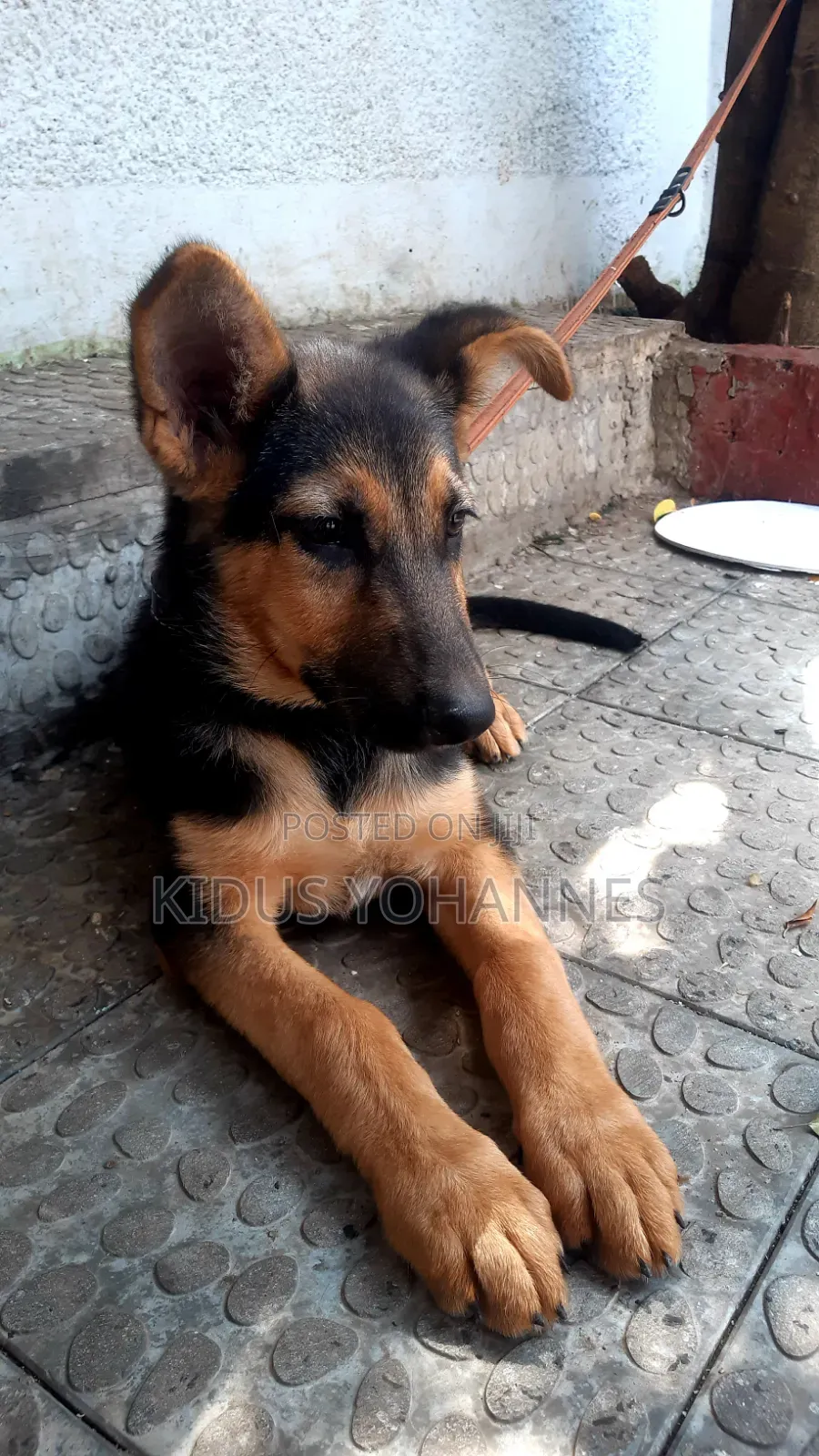 3-6 months Female Purebred German Shepherd