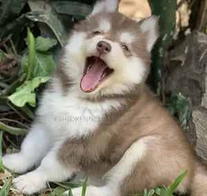 1-3 months Male Purebred Siberian Husky