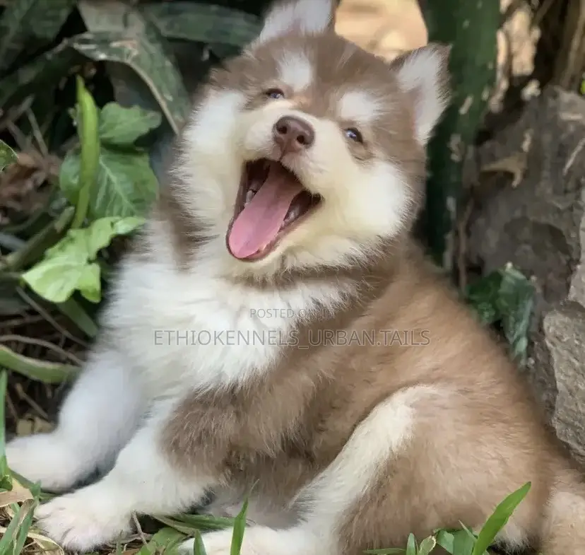 1-3 months Male Purebred Siberian Husky