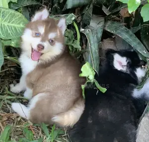 1-3 months Male Purebred Siberian Husky