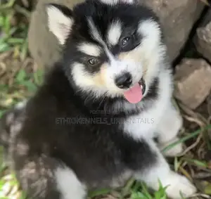 1-3 months Male Purebred Siberian Husky