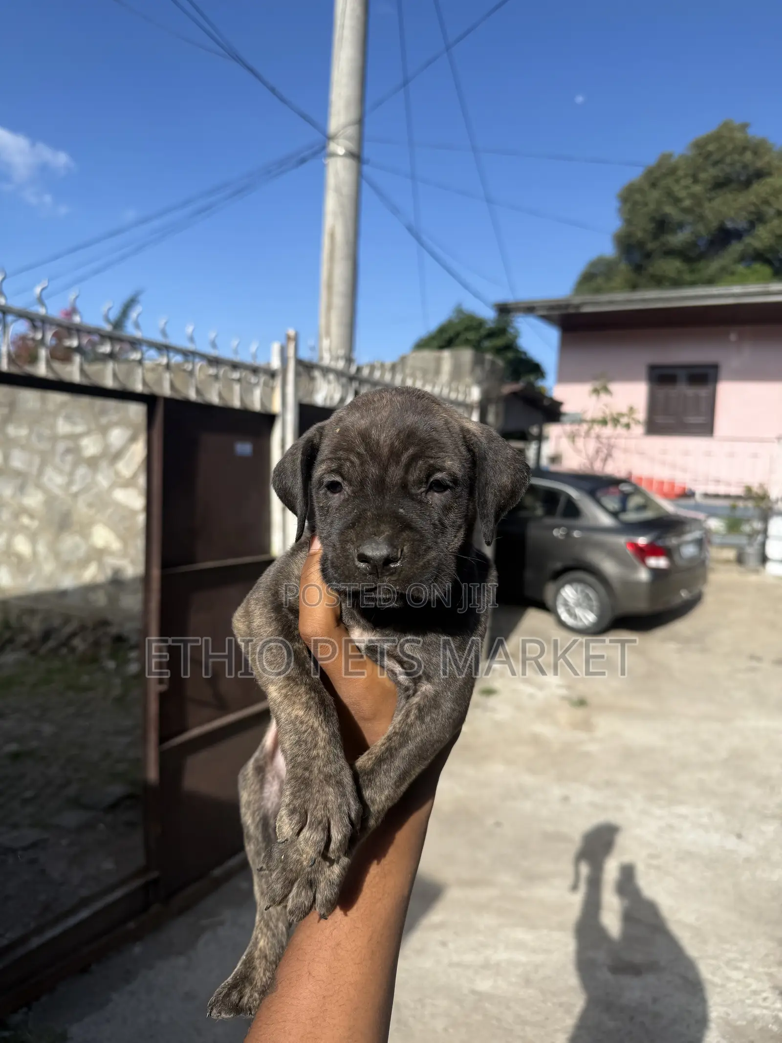 1-3 months Female Purebred Bullmastiff