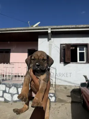 1-3 months Female Purebred Bullmastiff