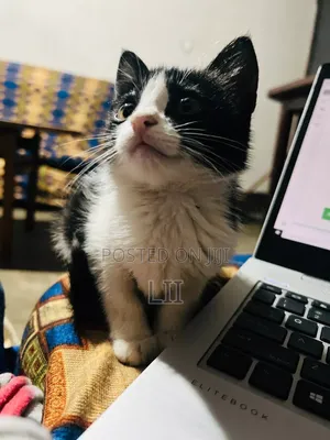 1-3 months Male Mixed Breed American Shorthair