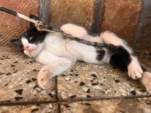 1-3 months Male Mixed Breed American Shorthair