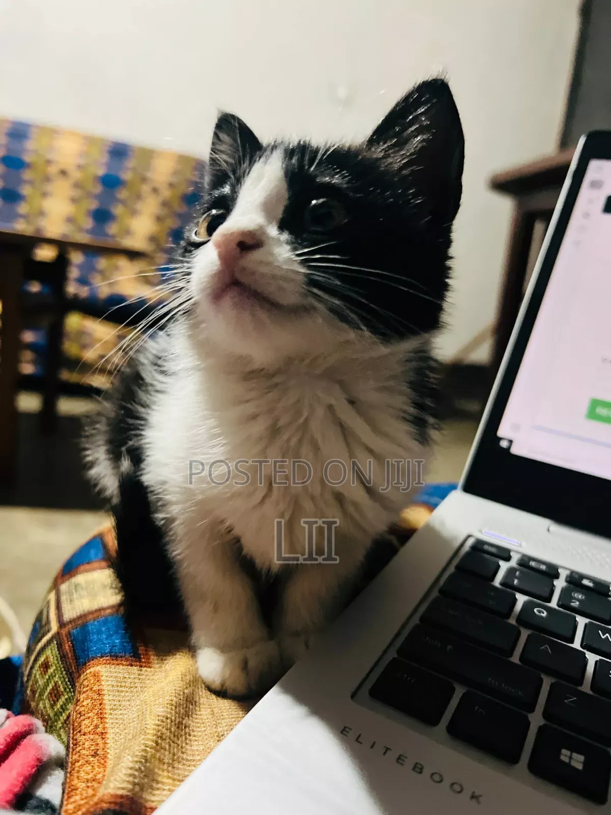 1-3 months Male Mixed Breed American Shorthair