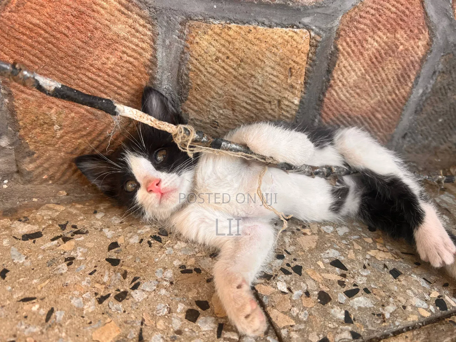 1-3 months Male Mixed Breed American Shorthair
