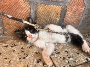 1-3 months Male Mixed Breed American Shorthair