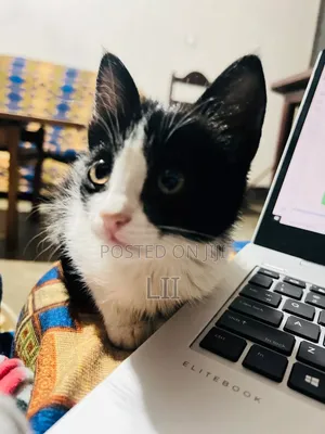 1-3 months Male Mixed Breed American Shorthair