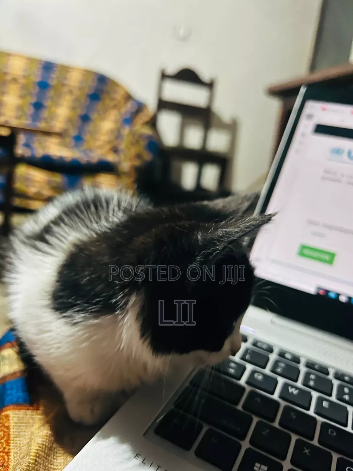 1-3 months Male Mixed Breed American Shorthair
