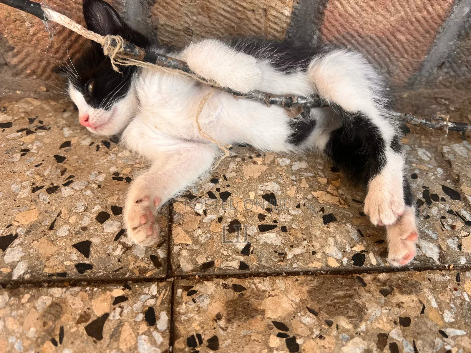 1-3 months Male Mixed Breed American Shorthair
