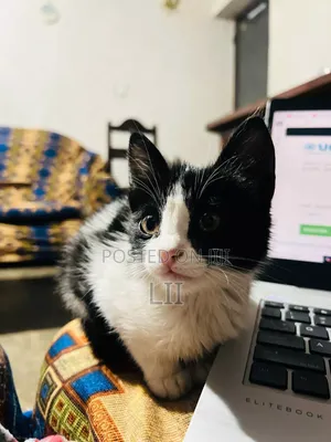 1-3 months Male Mixed Breed American Shorthair