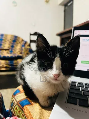 1-3 months Male Mixed Breed American Shorthair