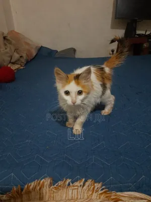 1-3 months Male Mixed Breed American Shorthair