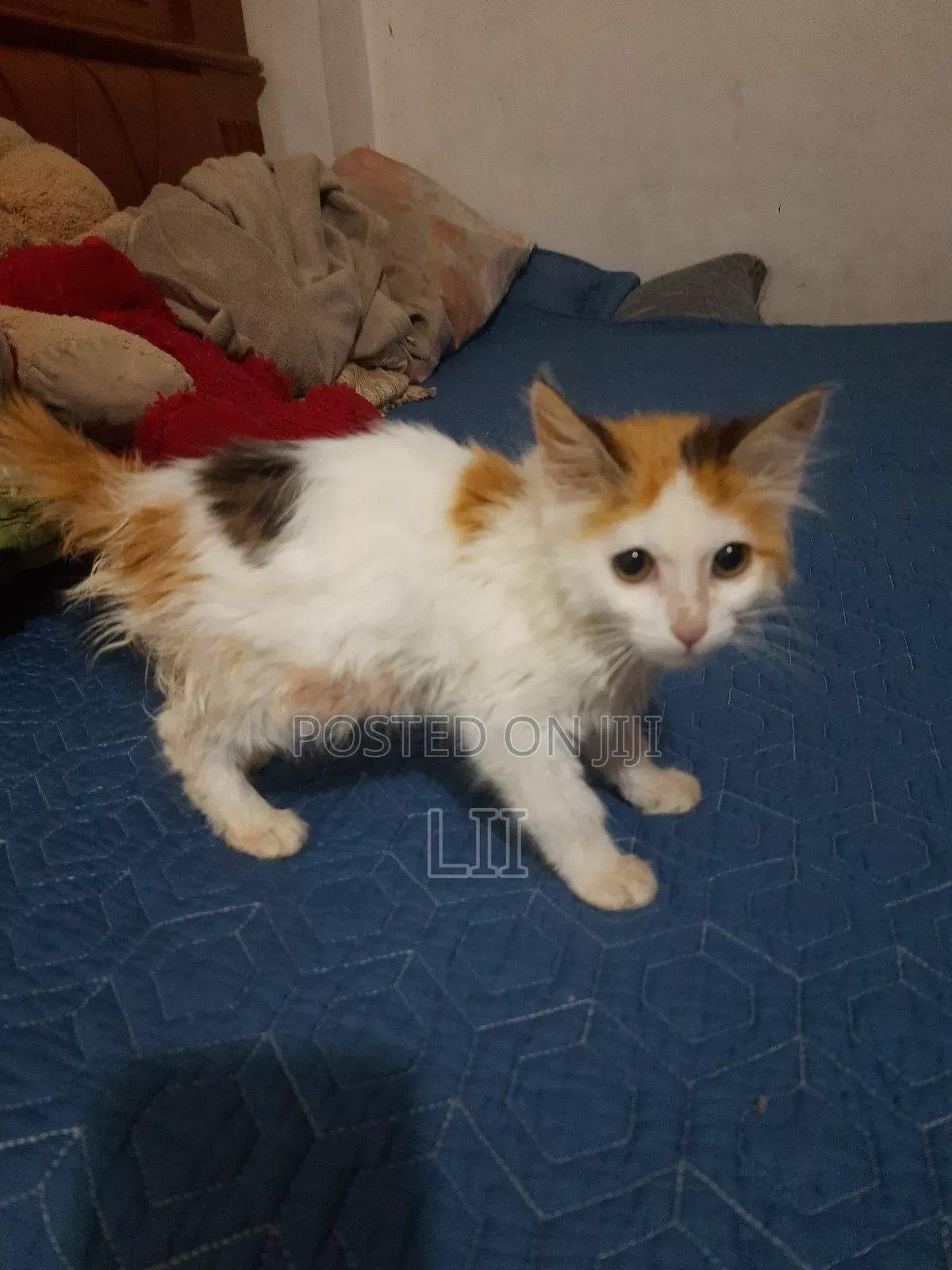 1-3 months Male Mixed Breed American Shorthair
