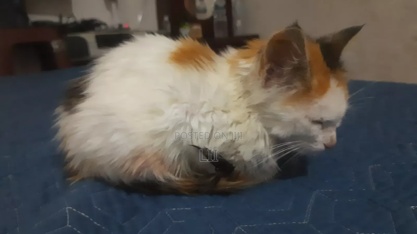 1-3 months Male Mixed Breed American Shorthair