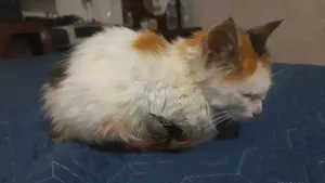1-3 months Male Mixed Breed American Shorthair