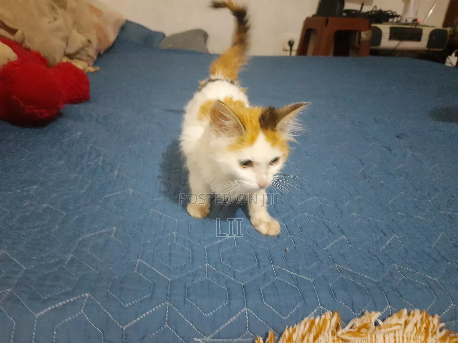 1-3 months Male Mixed Breed American Shorthair