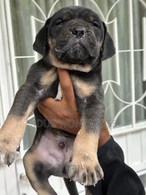 0-1 month Male Purebred Boerboel