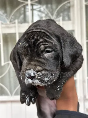 0-1 month Male Purebred Boerboel
