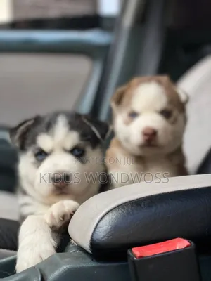 0-1 month Male Purebred Siberian Husky
