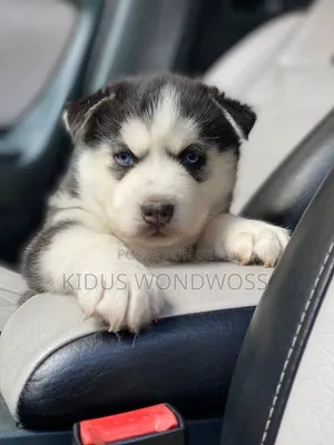 0-1 month Male Purebred Siberian Husky