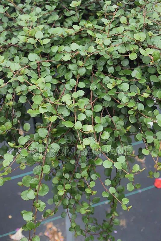 Creeping Wire Vine