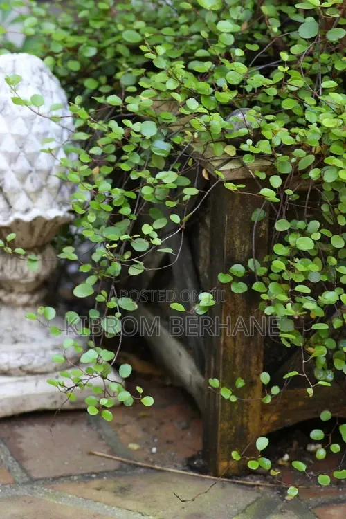Creeping Wire Vine