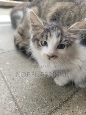 0-1 month Female Mixed Breed Abyssinian