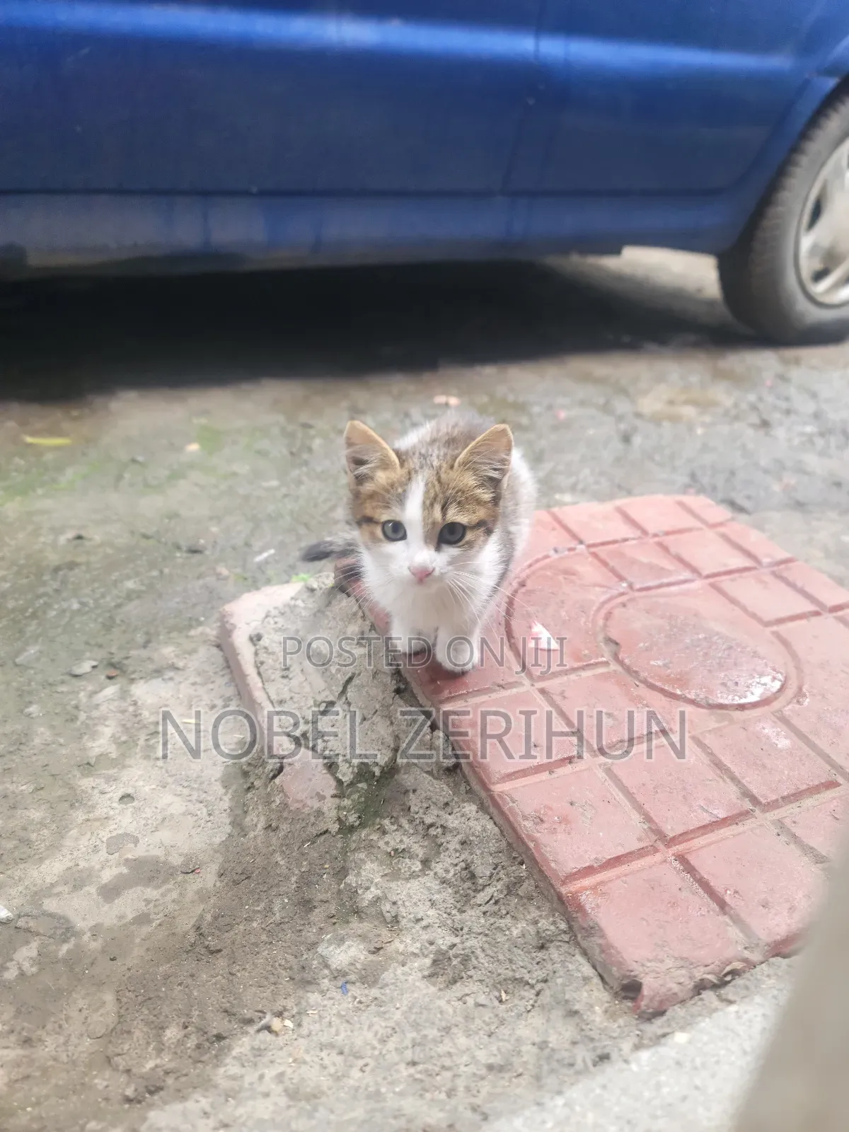 0-1 month Female Mixed Breed Abyssinian