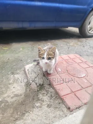 0-1 month Female Mixed Breed Abyssinian