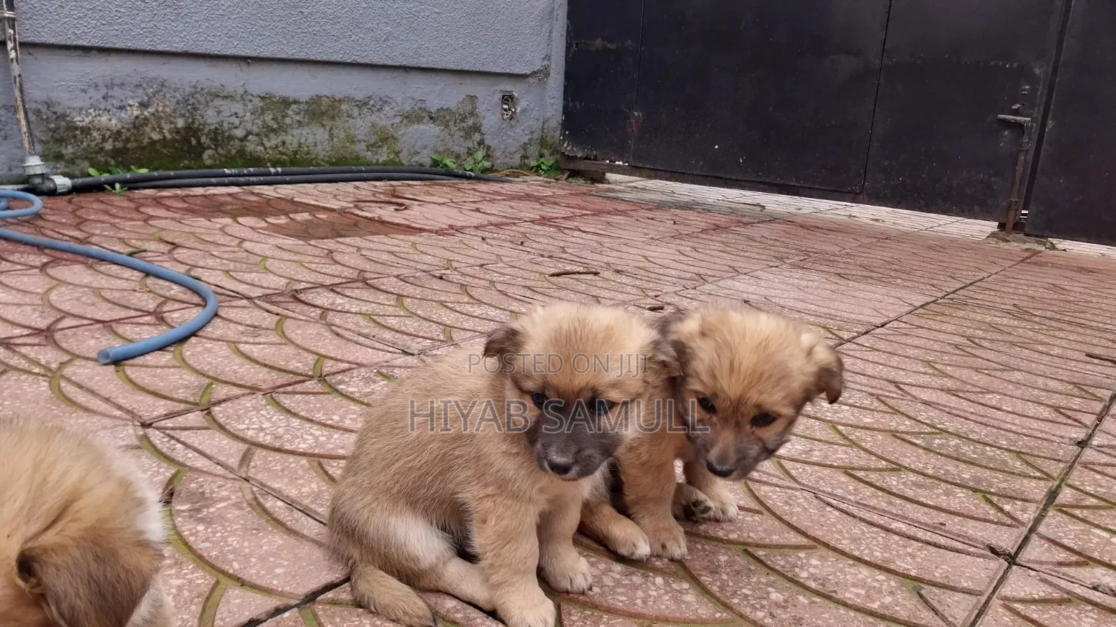 1-3 months Female Mixed Breed Maltese