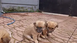 1-3 months Female Mixed Breed Maltese