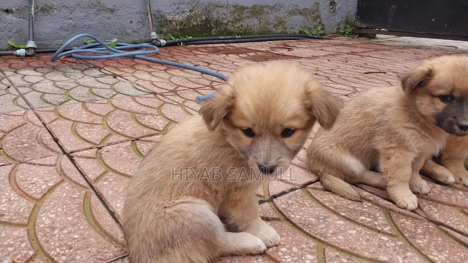 1-3 months Female Mixed Breed Maltese