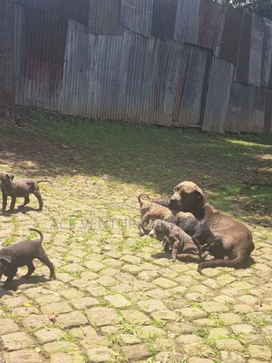 1-3 months Male Purebred American Pit Bull Terrier