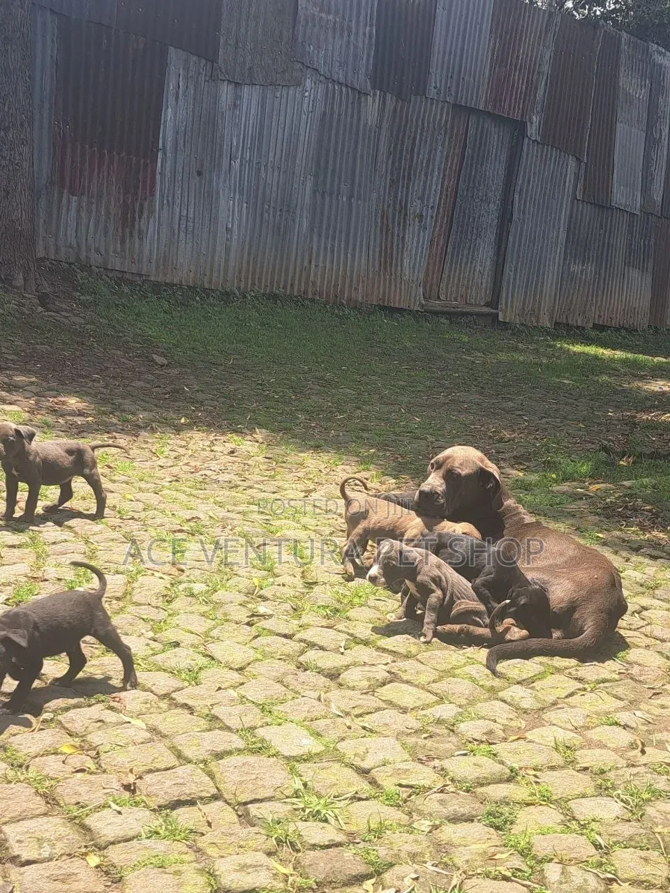 1-3 months Male Purebred American Pit Bull Terrier