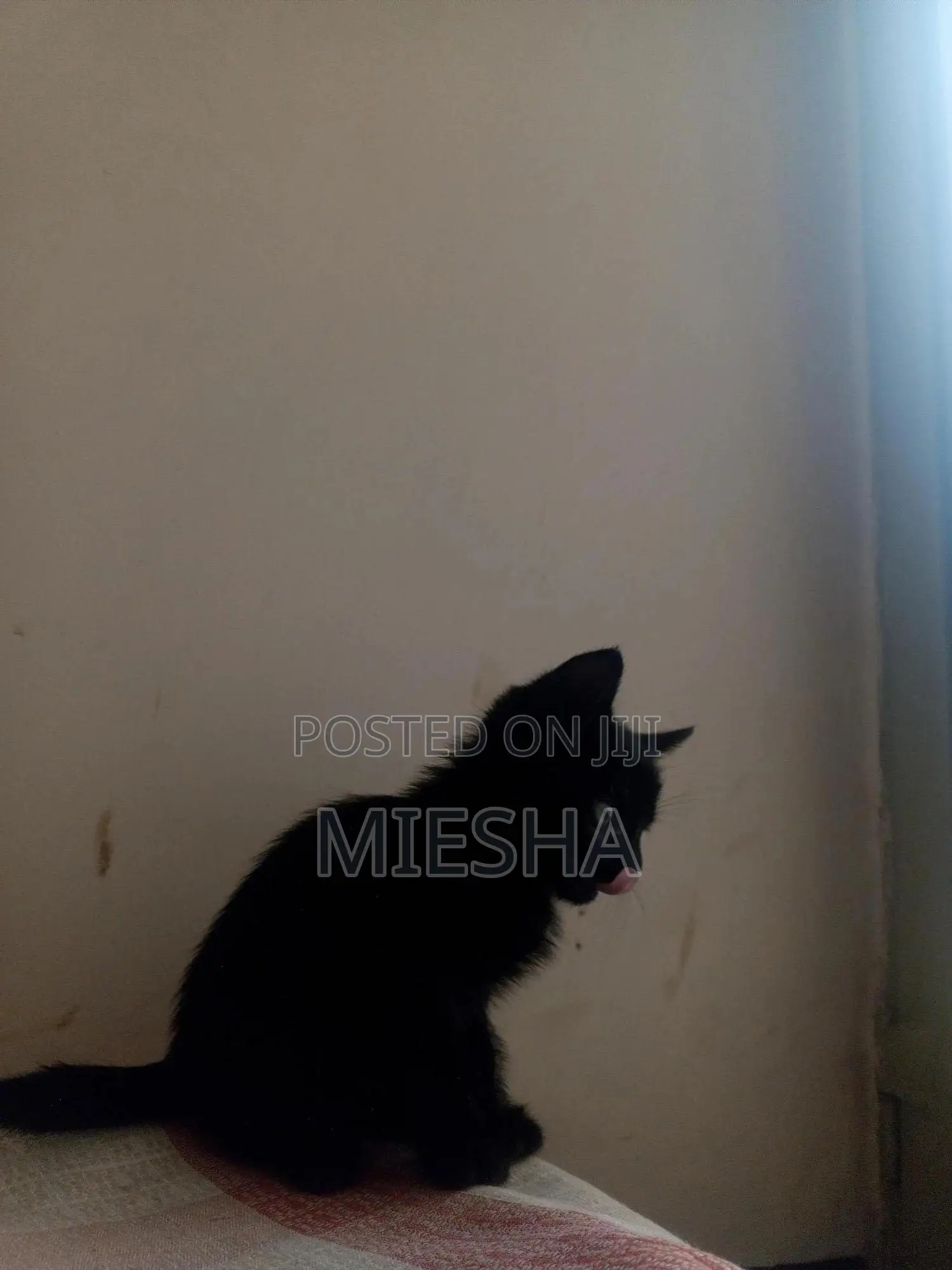 0-1 month Female Purebred Abyssinian