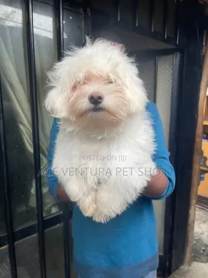 1-3 months Male Purebred Maltese